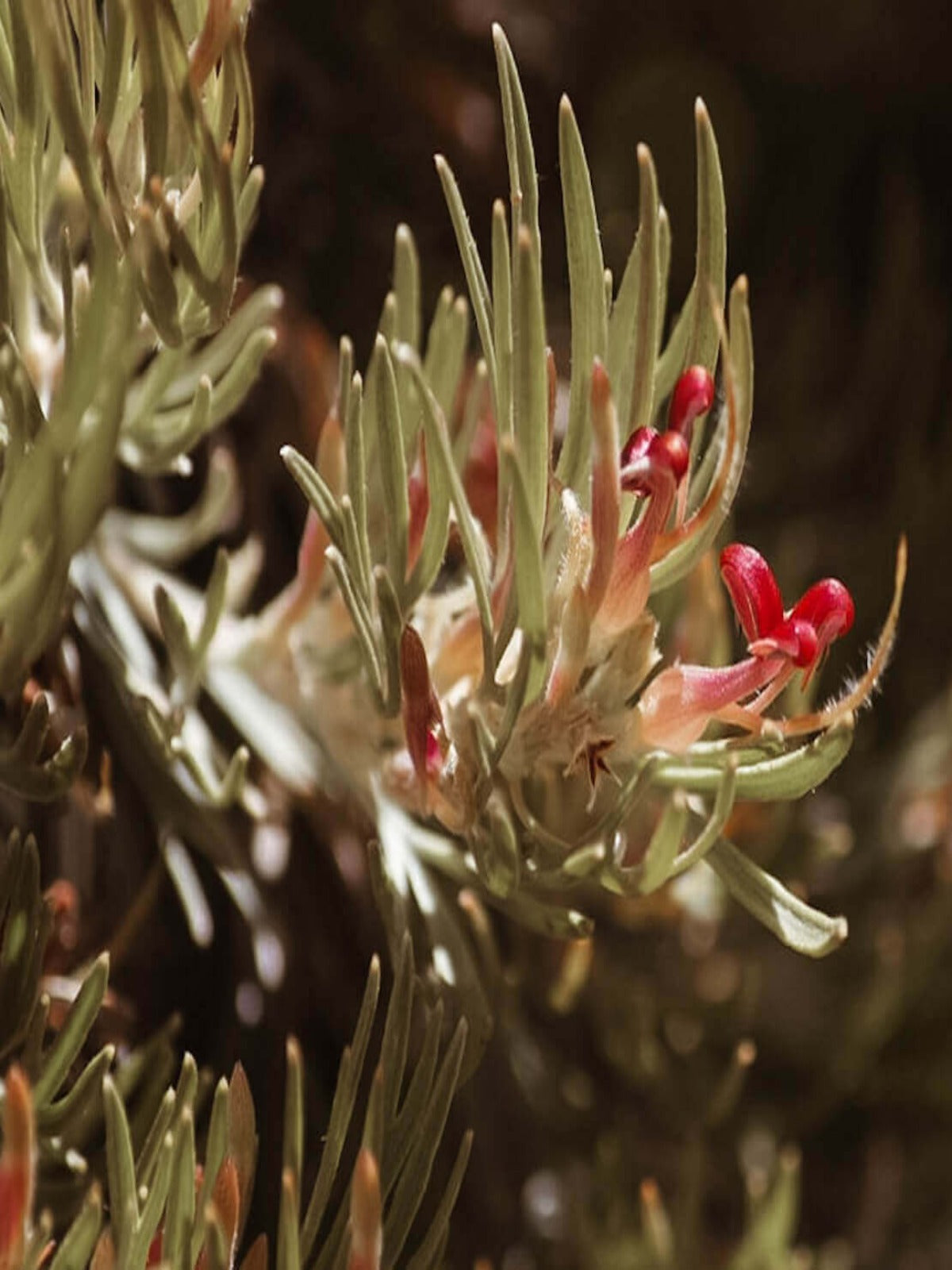 Wooly Bush - Australian Natives Birth Flower Necklace - July