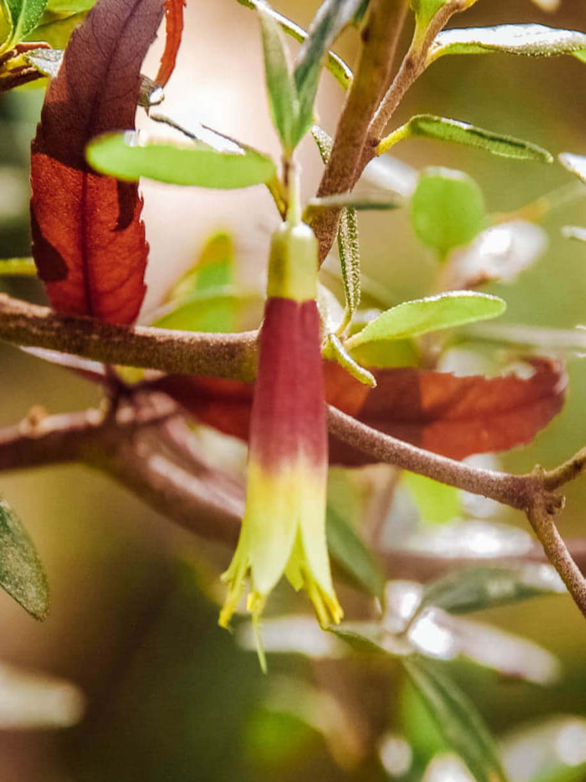 Dusky Bells - Australian Birthflower Necklace - August