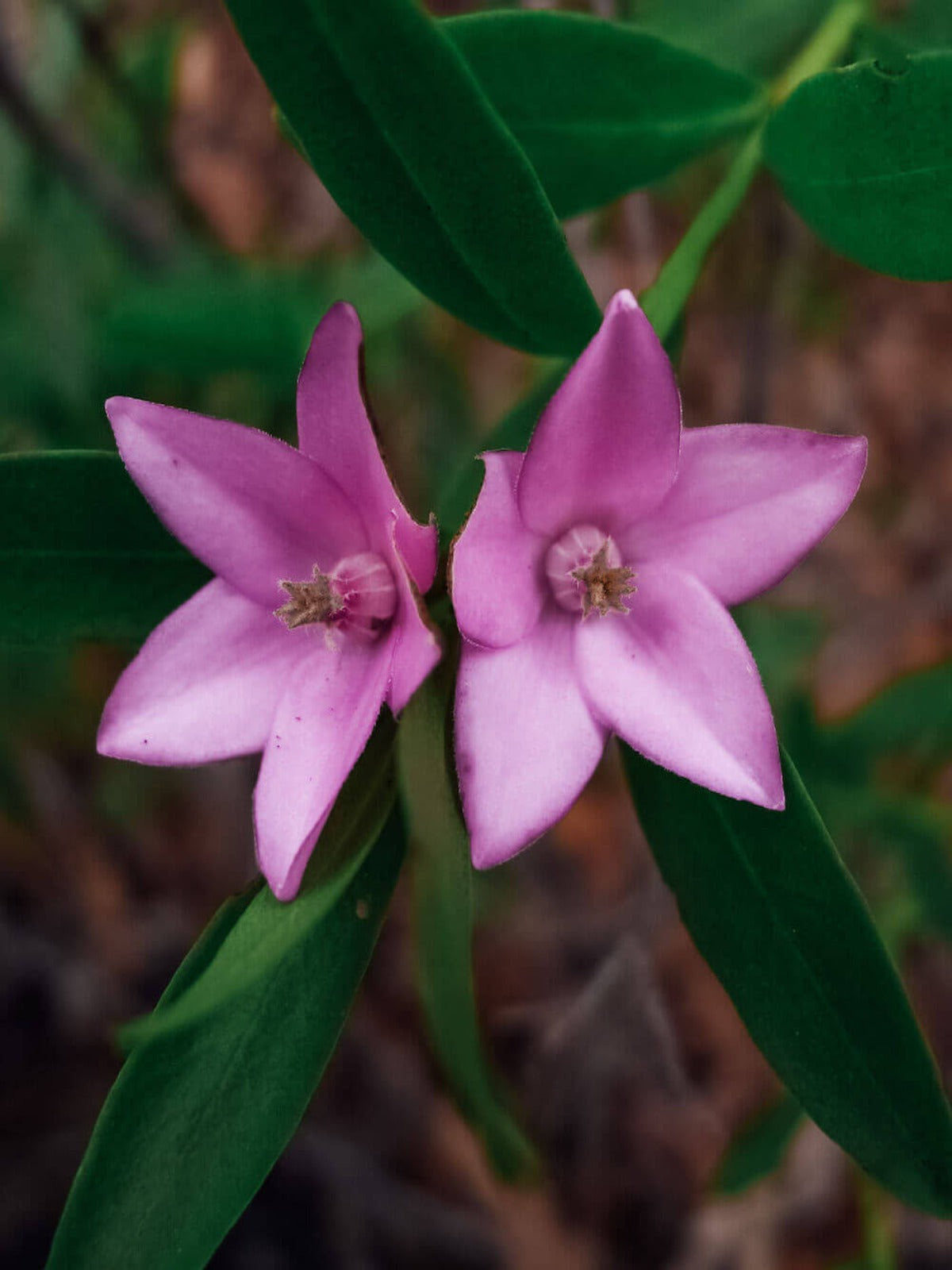 Waxflower - Australian Birthflower Necklace - May