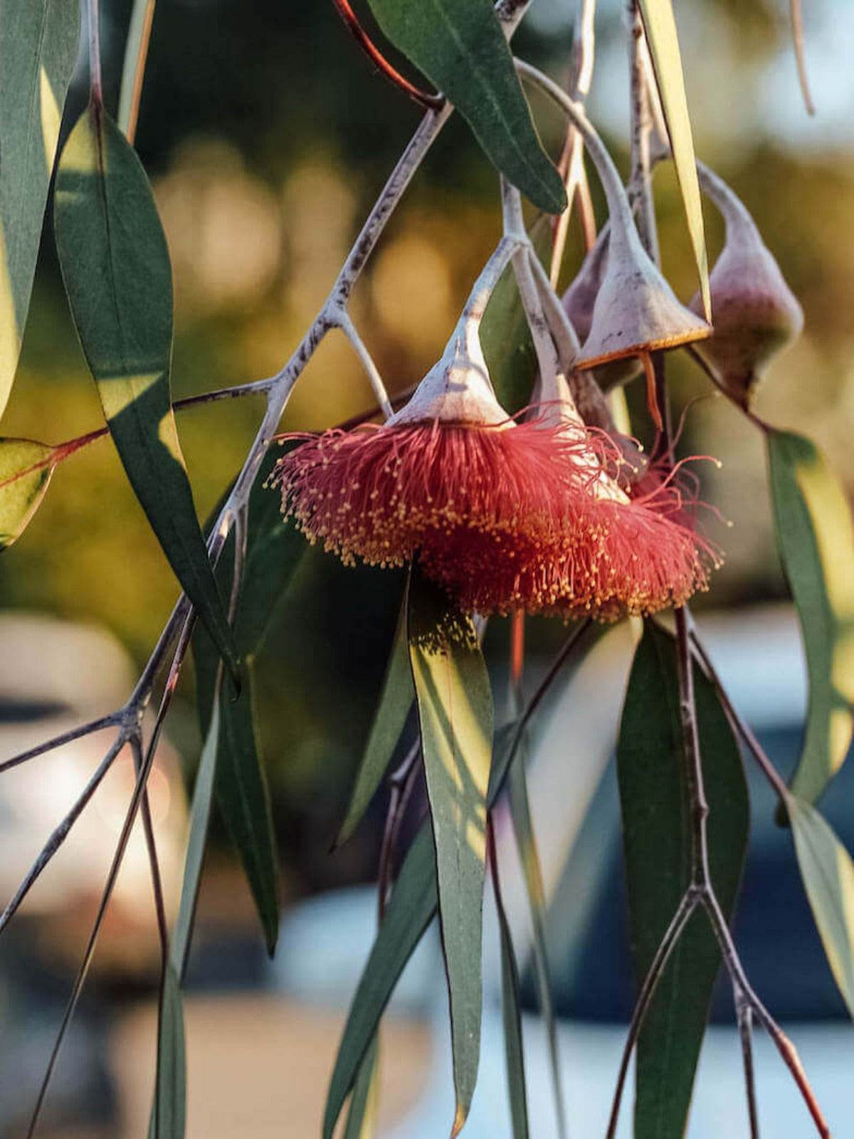 Gum Blossoms - Australian Birthflower Necklace - September