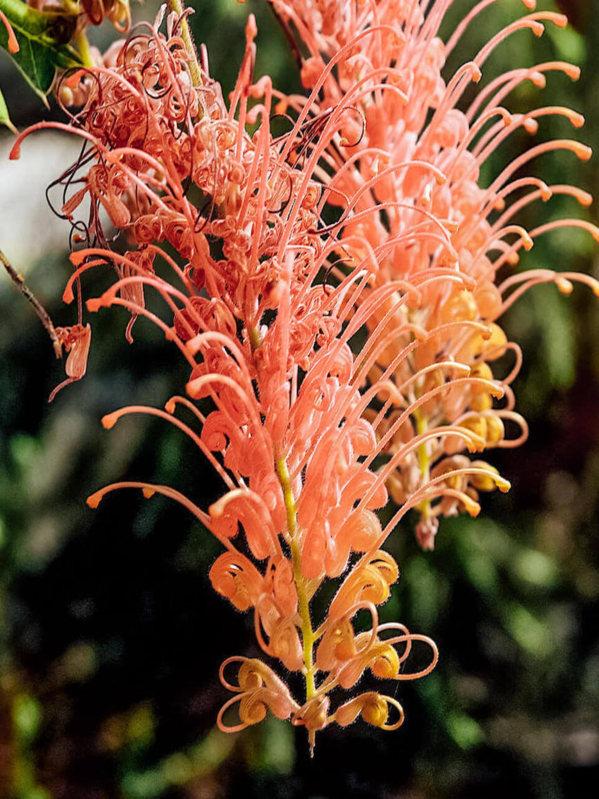 Spider Flower - Australian Birthflower Necklace - March