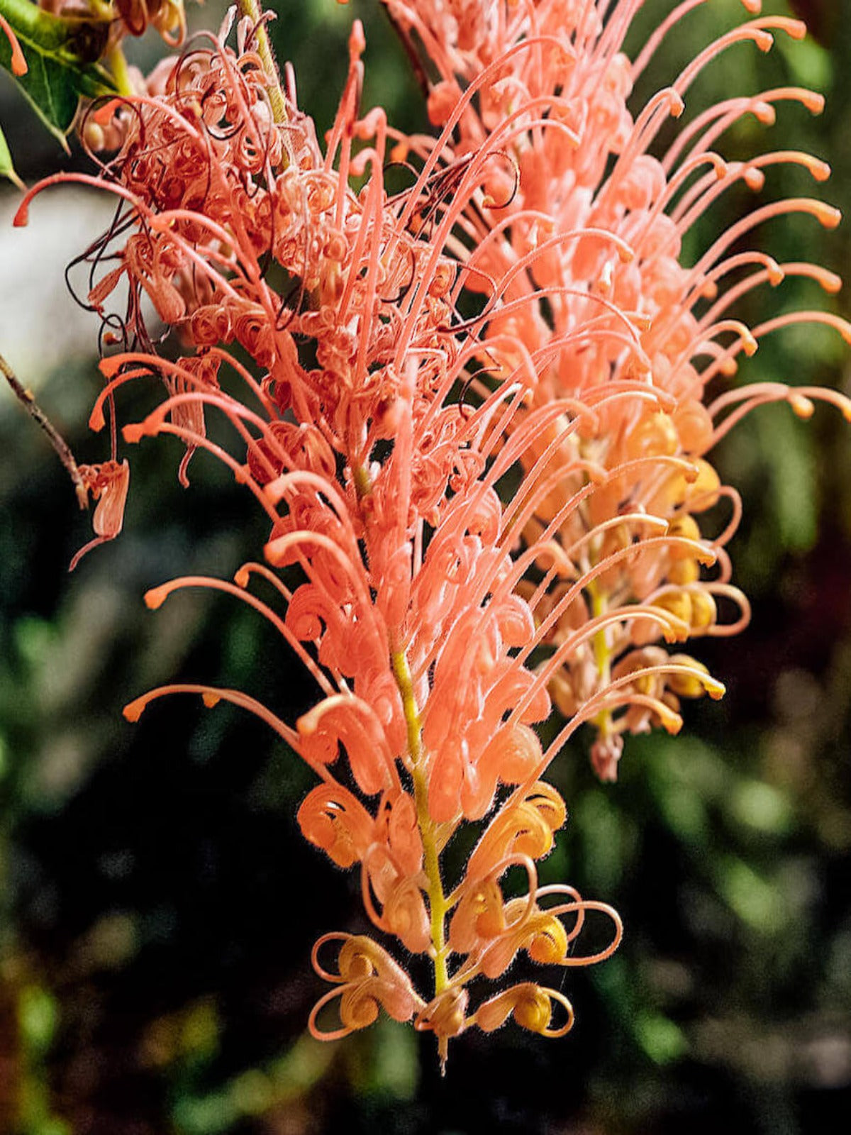 Spider Flower - Australian Natives Birth Flower Necklace for March