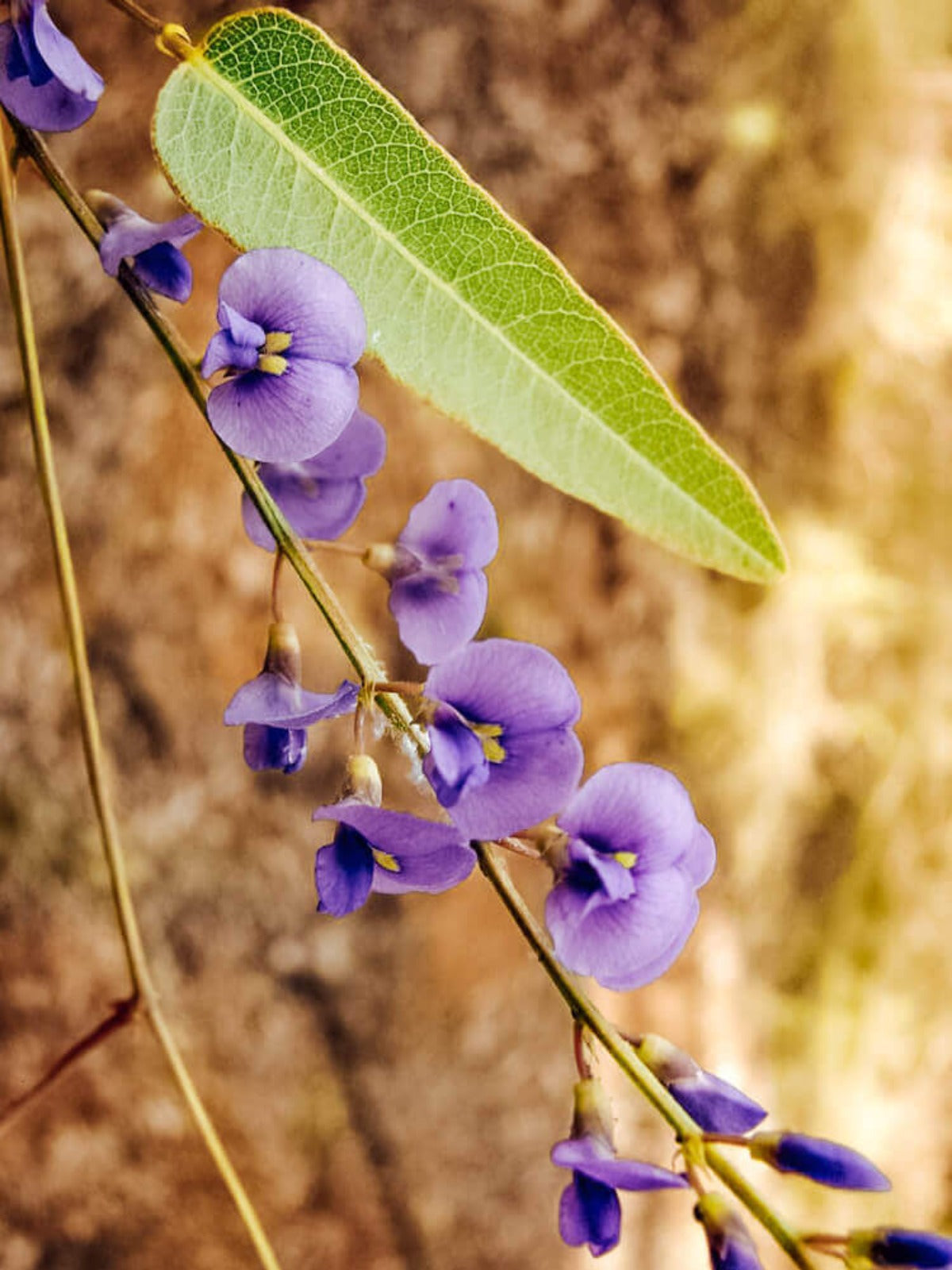 Purple Coral Pea - Australian Birthflower Necklace - June