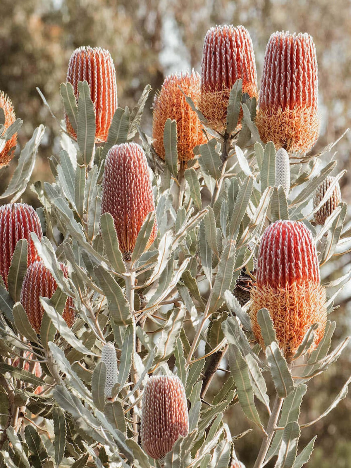 Banksia - Australian Birthflower Necklace - December