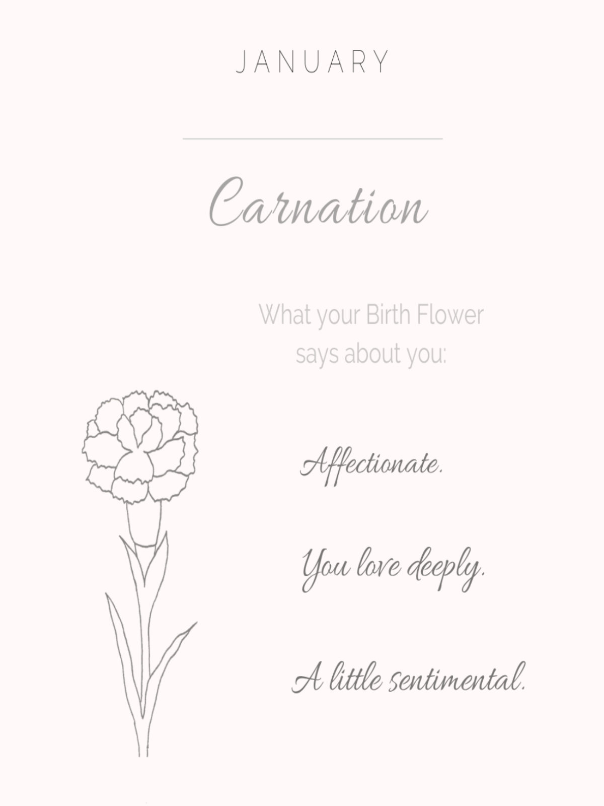 Carnation - January Birthflower