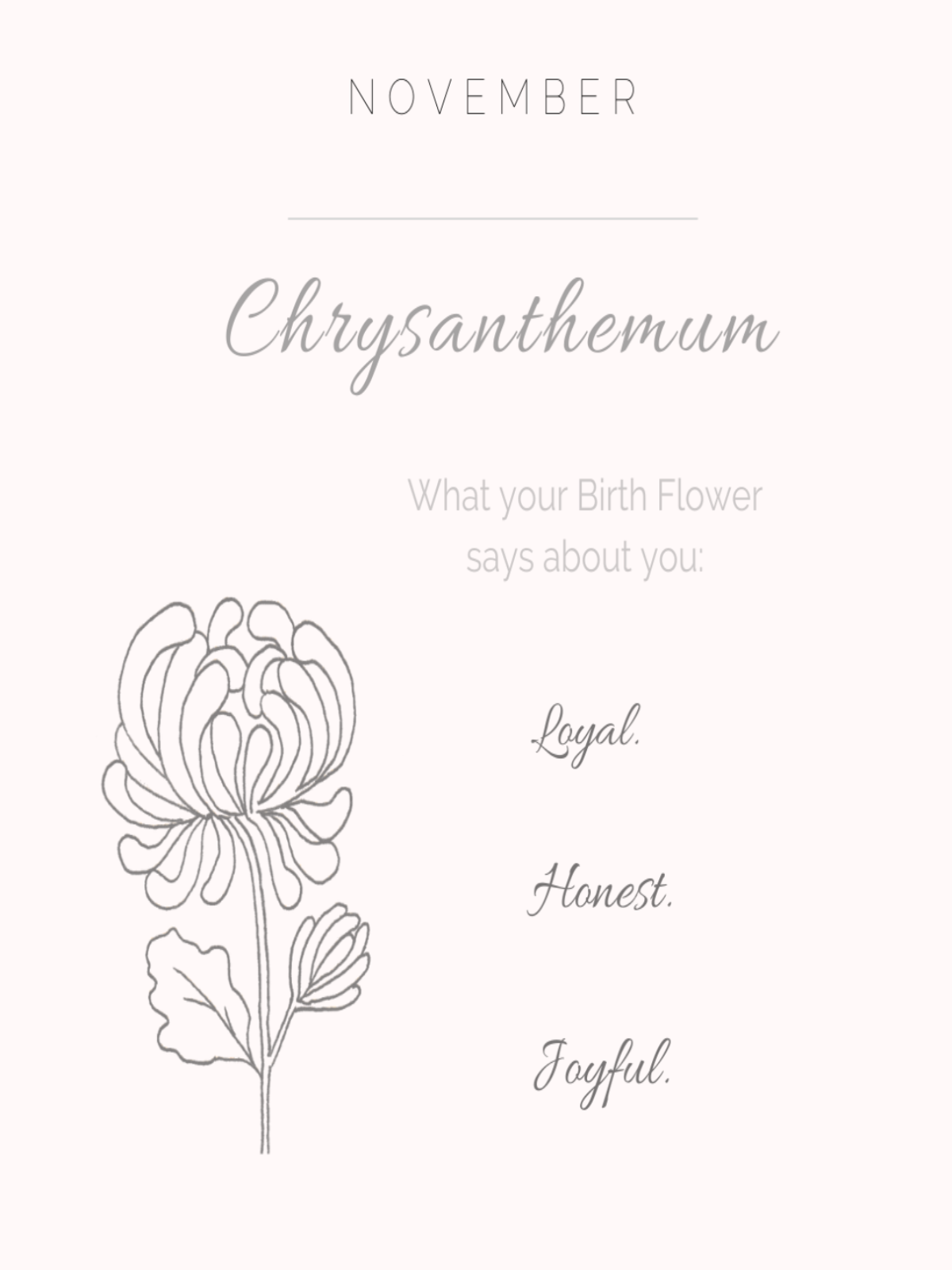 Chrysanthemum - November Birth Flower