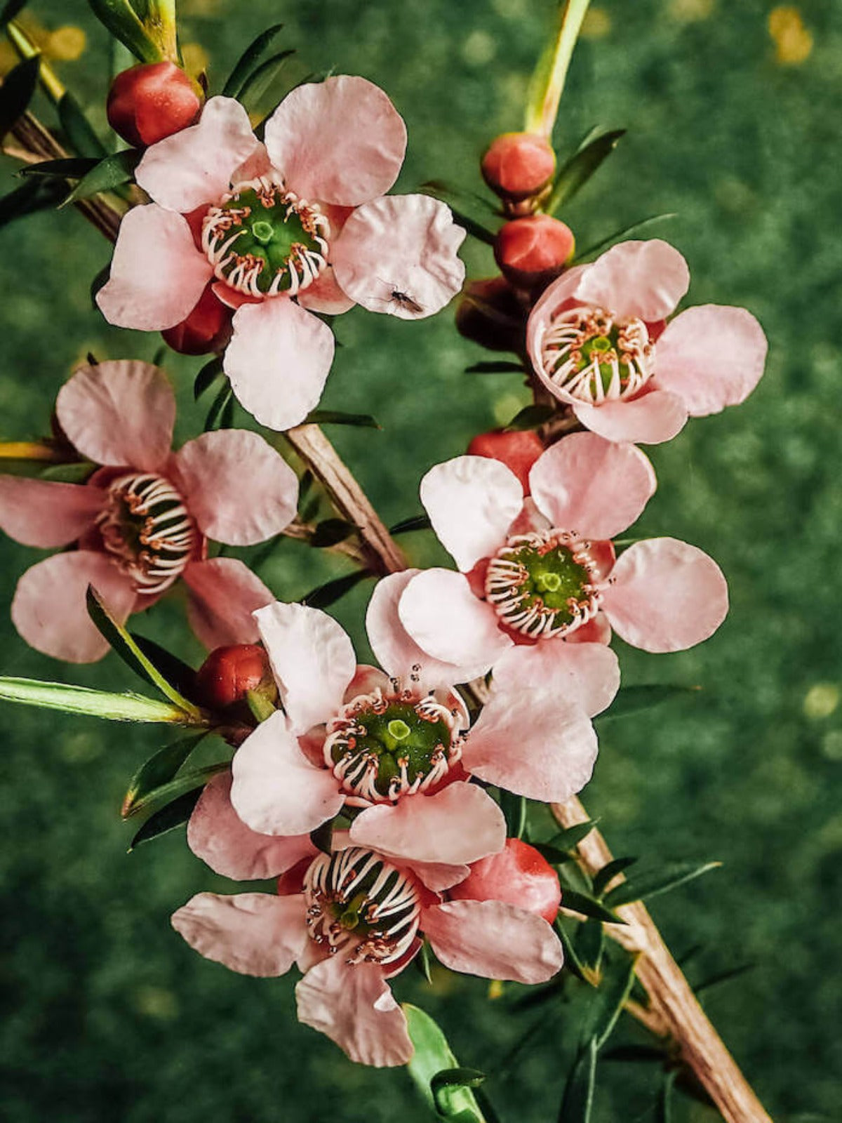 Tea Tree Flower - Australian Birthflower Necklace - November